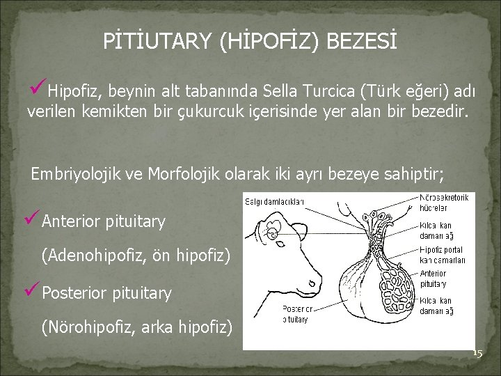 PİTİUTARY (HİPOFİZ) BEZESİ üHipofiz, beynin alt tabanında Sella Turcica (Türk eğeri) adı verilen kemikten