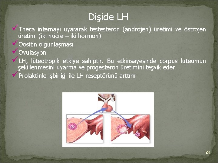 Dişide LH üTheca internayı uyararak testesteron (androjen) üretimi ve östrojen üretimi (iki hücre –