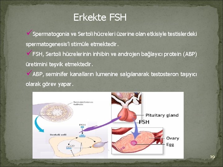 Erkekte FSH üSpermatogonia ve Sertoli hücreleri üzerine olan etkisiyle testislerdeki spermatogenesis’i stimüle etmektedir. üFSH,