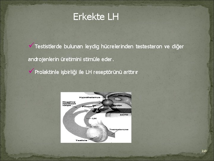 Erkekte LH üTestistlerde bulunan leydig hücrelerinden testesteron ve diğer androjenlerin üretimini stimüle eder. üProlaktinle