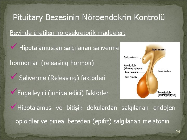 Pituitary Bezesinin Nöroendokrin Kontrolü Beyinde üretilen nörosekretorik maddeler; ü Hipotalamustan salgılanan salıverme hormonları (releasing