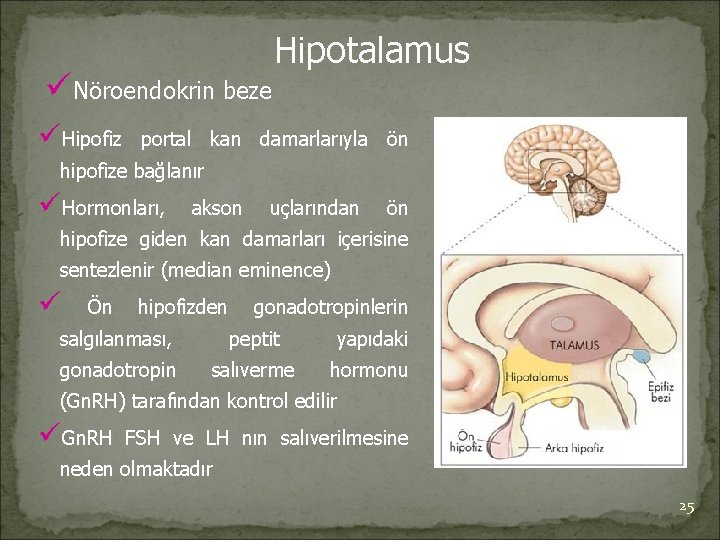 üNöroendokrin beze üHipofiz Hipotalamus portal kan damarlarıyla ön hipofize bağlanır üHormonları, akson uçlarından ön
