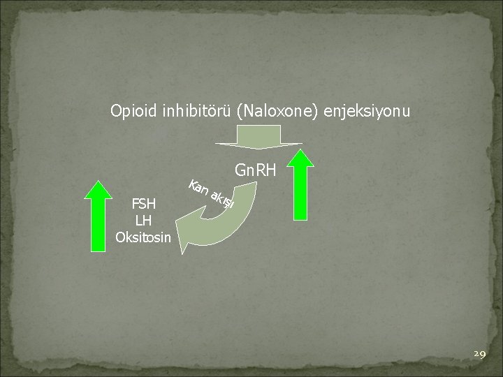 Opioid inhibitörü (Naloxone) enjeksiyonu FSH LH Oksitosin Kan Gn. RH a kı şı 29