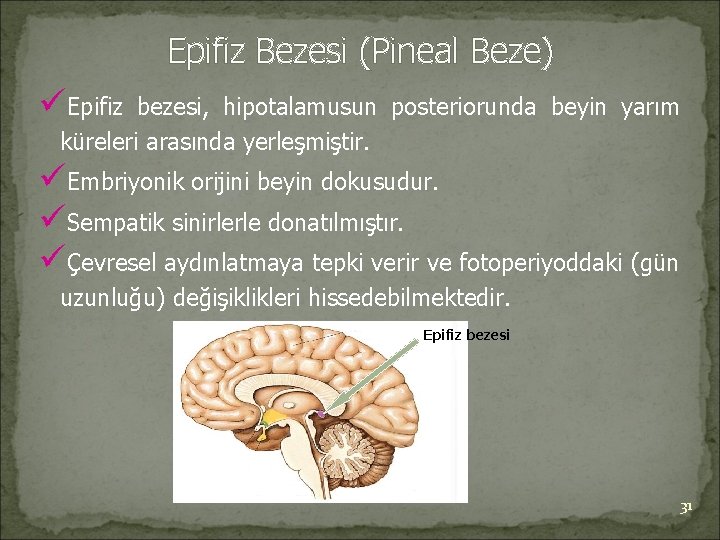 Epifiz Bezesi (Pineal Beze) üEpifiz bezesi, hipotalamusun posteriorunda beyin yarım küreleri arasında yerleşmiştir. üEmbriyonik