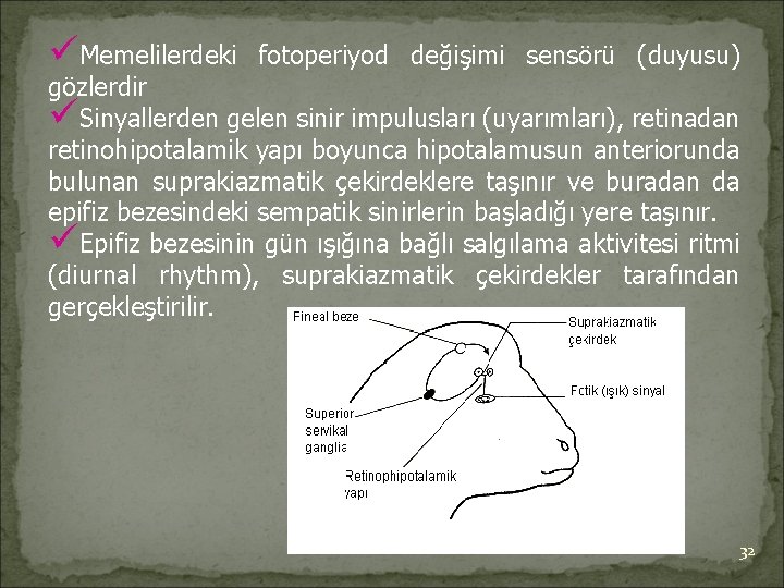 üMemelilerdeki fotoperiyod değişimi sensörü (duyusu) gözlerdir üSinyallerden gelen sinir impulusları (uyarımları), retinadan retinohipotalamik yapı