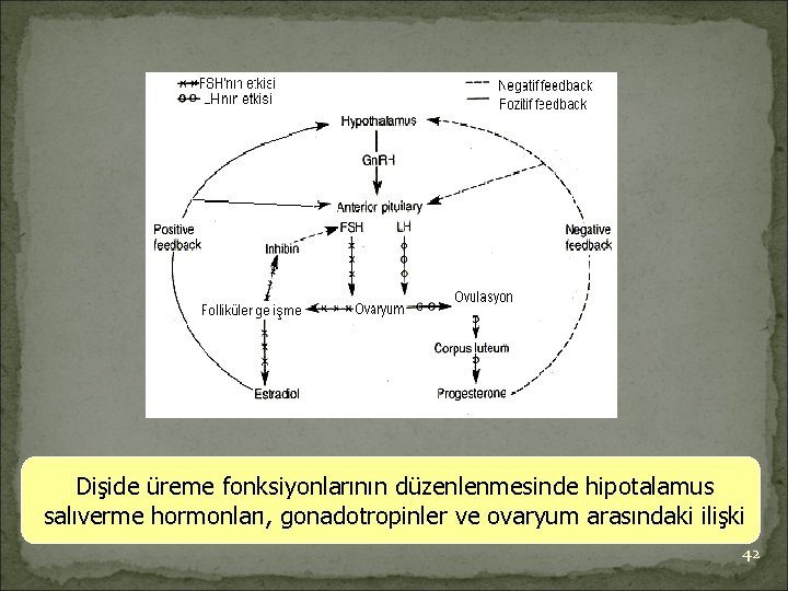 Dişide üreme fonksiyonlarının düzenlenmesinde hipotalamus salıverme hormonları, gonadotropinler ve ovaryum arasındaki ilişki 42 