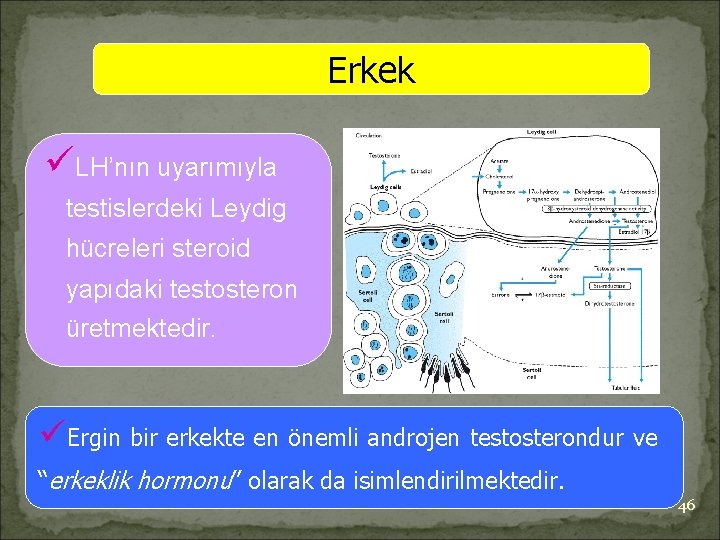 Erkek üLH’nın uyarımıyla testislerdeki Leydig hücreleri steroid yapıdaki testosteron üretmektedir. üErgin bir erkekte en