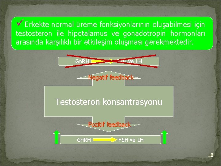 üErkekte normal üreme fonksiyonlarının oluşabilmesi için testosteron ile hipotalamus ve gonadotropin hormonları arasında karşılıklı