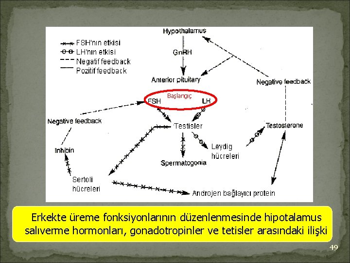 Başlangıç Erkekte üreme fonksiyonlarının düzenlenmesinde hipotalamus salıverme hormonları, gonadotropinler ve tetisler arasındaki ilişki 49