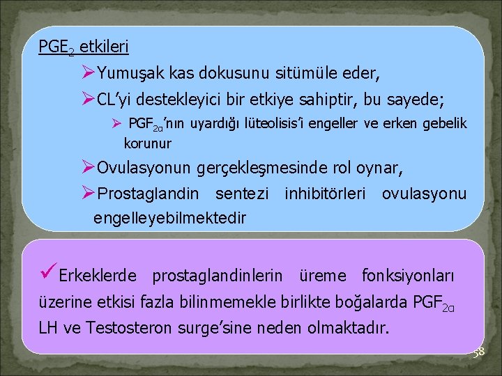 PGE 2 etkileri ØYumuşak kas dokusunu sitümüle eder, ØCL’yi destekleyici bir etkiye sahiptir, bu