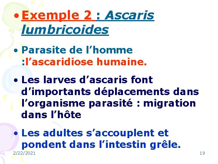  • Exemple 2 : Ascaris lumbricoides • Parasite de l’homme : l’ascaridiose humaine.