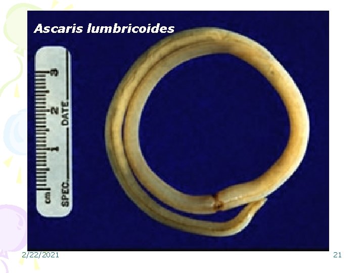 Ascaris lumbricoides 2/22/2021 21 