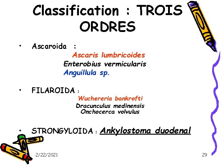 Classification : TROIS ORDRES • Ascaroida : Ascaris lumbricoides Enterobius vermicularis Anguillula sp. •