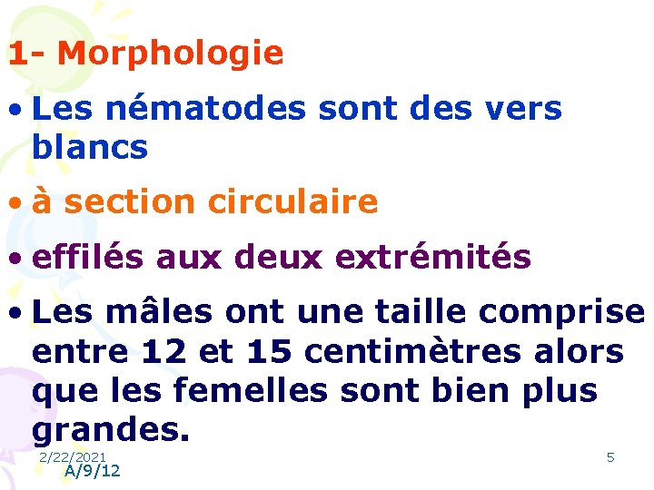 1 - Morphologie • Les nématodes sont des vers blancs • à section circulaire