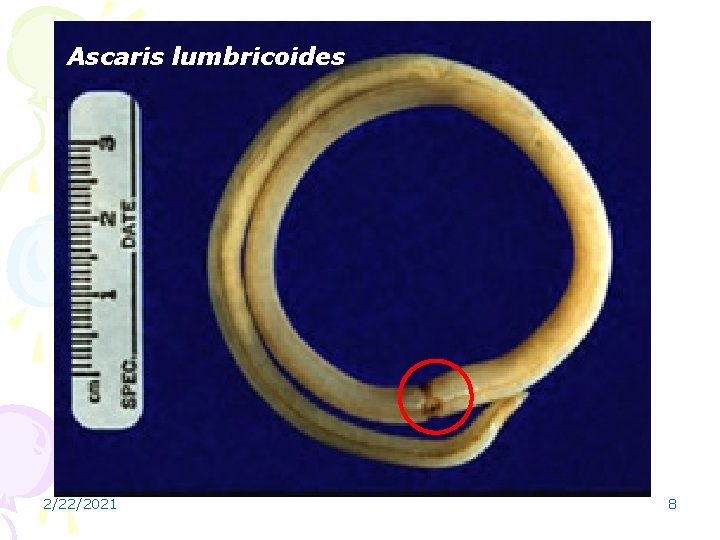 Ascaris lumbricoides 2/22/2021 8 