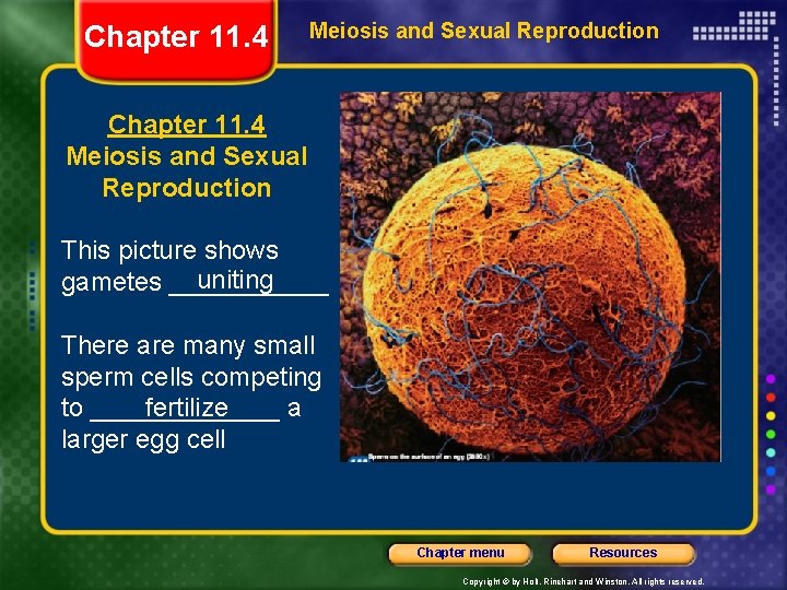Chapter 11 4 Meiosis and Sexual Reproduction This