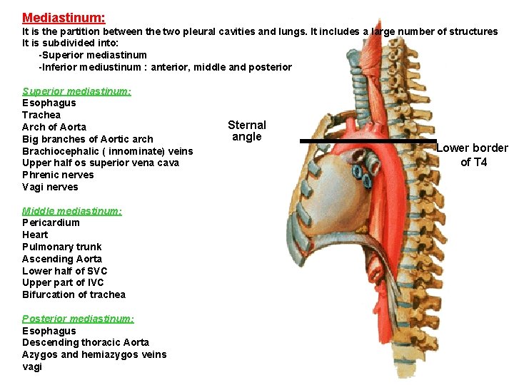 Mediastinum: It is the partition between the two pleural cavities and lungs. It includes