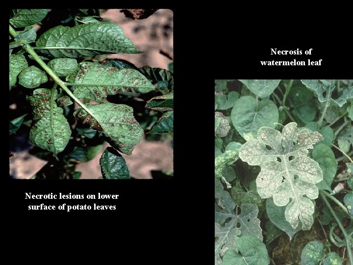 Necrosis of watermelon leaf Necrotic lesions on lower surface of potato leaves 