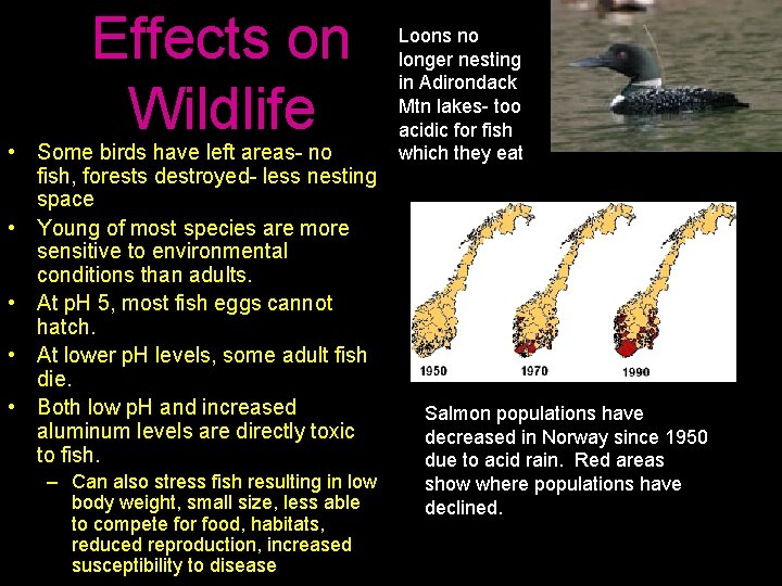 Effects on Wildlife • Some birds have left areas- no fish, forests destroyed- less