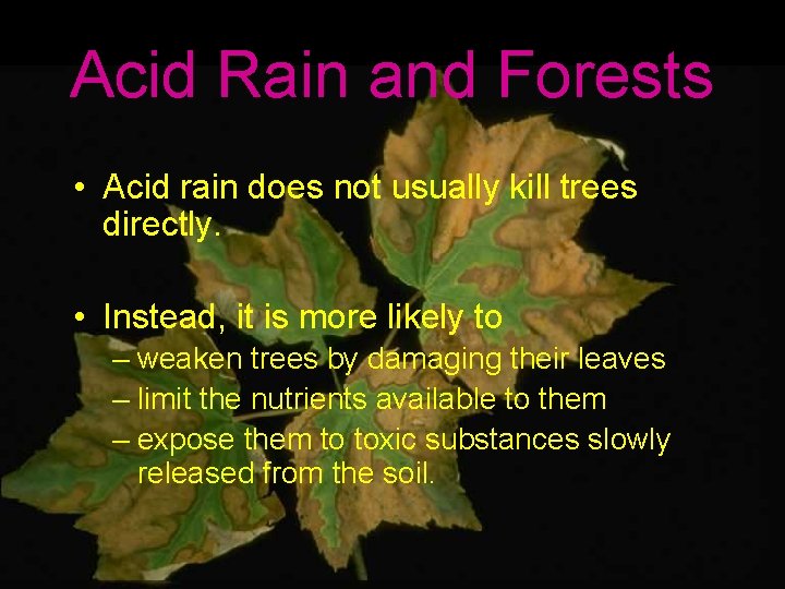 Acid Rain and Forests • Acid rain does not usually kill trees directly. •