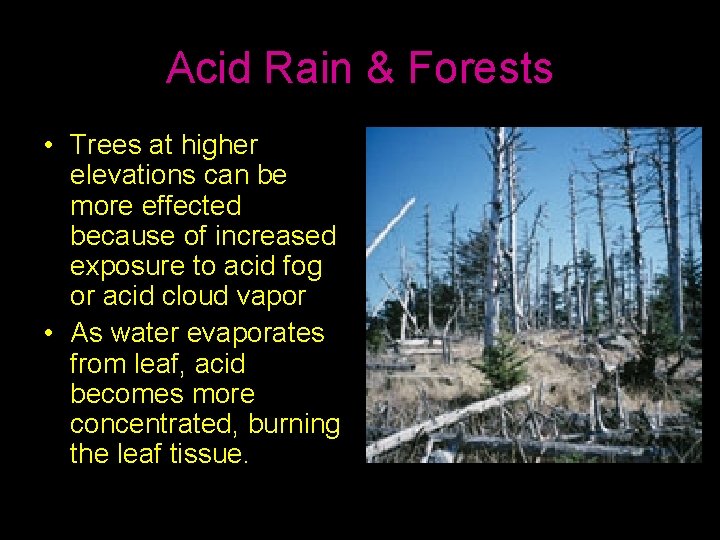 Acid Rain & Forests • Trees at higher elevations can be more effected because