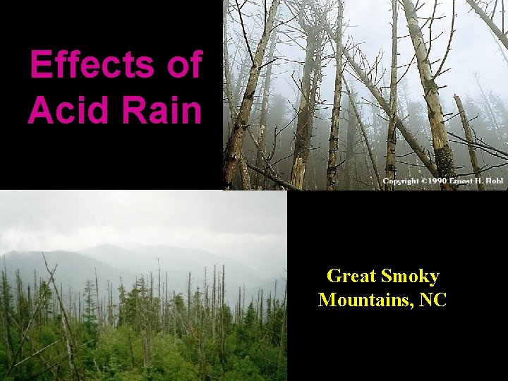 Effects of Acid Rain Great Smoky Mountains, NC 