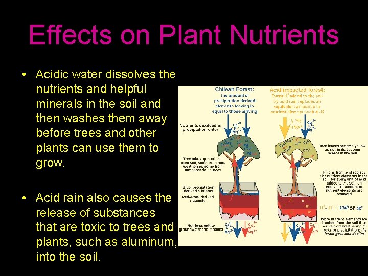 Effects on Plant Nutrients • Acidic water dissolves the nutrients and helpful minerals in