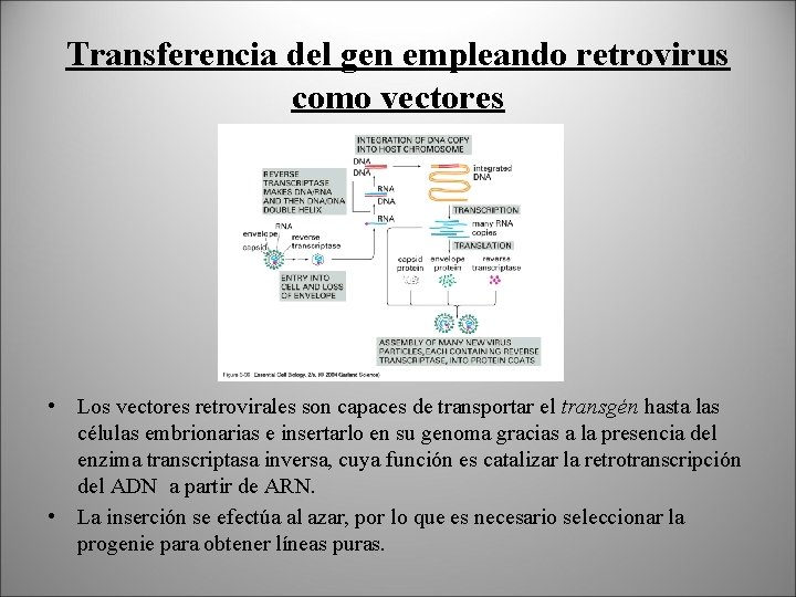 Transferencia del gen empleando retrovirus como vectores • Los vectores retrovirales son capaces de