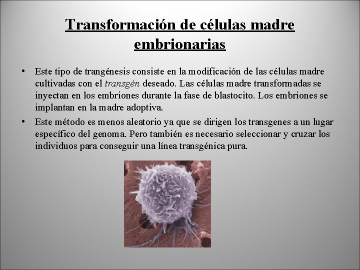 Transformación de células madre embrionarias • Este tipo de trangénesis consiste en la modificación