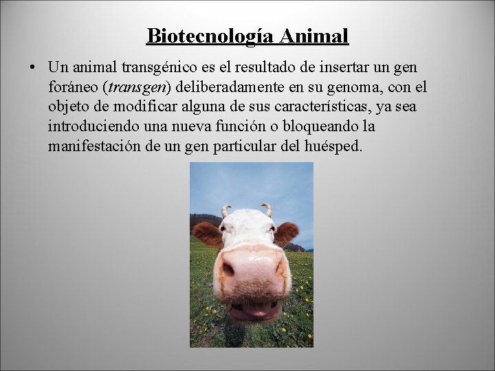 Biotecnología Animal • Un animal transgénico es el resultado de insertar un gen foráneo
