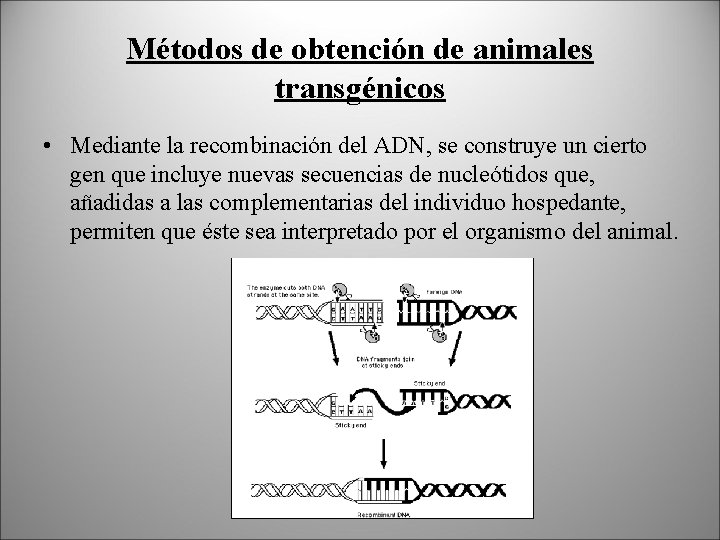 Métodos de obtención de animales transgénicos • Mediante la recombinación del ADN, se construye
