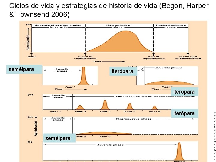 Ciclos de vida y estrategias de historia de vida (Begon, Harper & Townsend 2006) Ciclos de vida y estrategias de historia de vida (Begon, Harper & Townsend 2006)