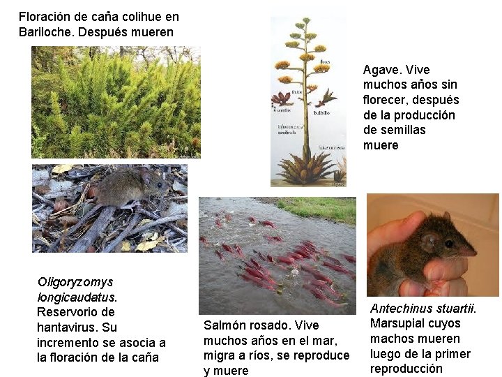 Floración de caña colihue en Bariloche. Después mueren Agave. Vive muchos años sin florecer, Floración de caña colihue en Bariloche. Después mueren Agave. Vive muchos años sin florecer,