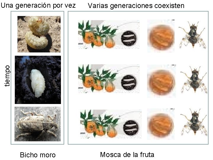 Varias generaciones coexisten tiempo Una generación por vez Bicho moro Mosca de la fruta Varias generaciones coexisten tiempo Una generación por vez Bicho moro Mosca de la fruta