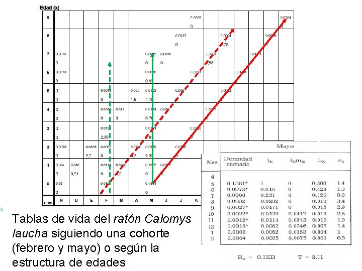 Tablas de vida del ratón Calomys laucha siguiendo una cohorte (febrero y mayo) o Tablas de vida del ratón Calomys laucha siguiendo una cohorte (febrero y mayo) o