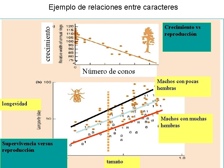 Ejemplo de relaciones entre caracteres crecimiento Crecimiento vs reproducción Número de conos Machos con Ejemplo de relaciones entre caracteres crecimiento Crecimiento vs reproducción Número de conos Machos con