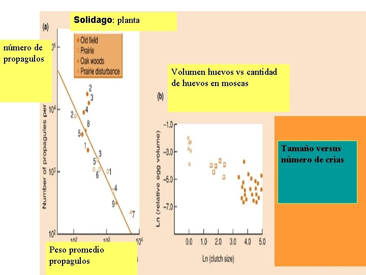 Solidago: planta número de propagulos Volumen huevos vs cantidad de huevos en moscas Tamaño Solidago: planta número de propagulos Volumen huevos vs cantidad de huevos en moscas Tamaño