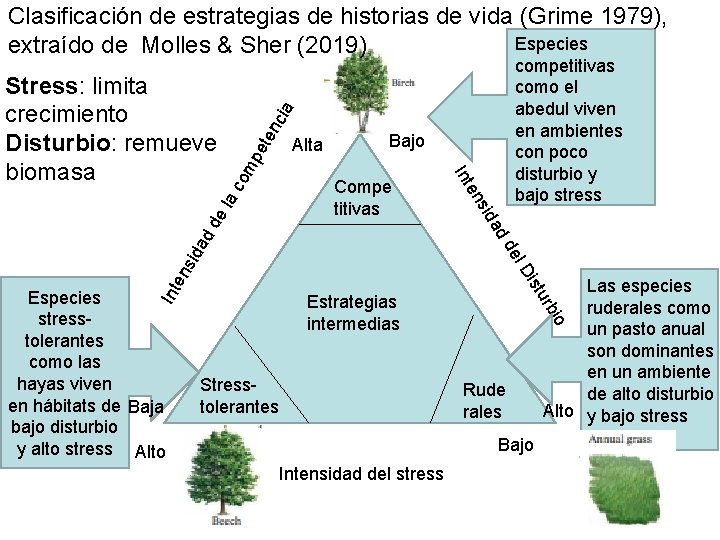 Clasificación de estrategias de historias de vida (Grime 1979), Especies extraído de Molles & Clasificación de estrategias de historias de vida (Grime 1979), Especies extraído de Molles &