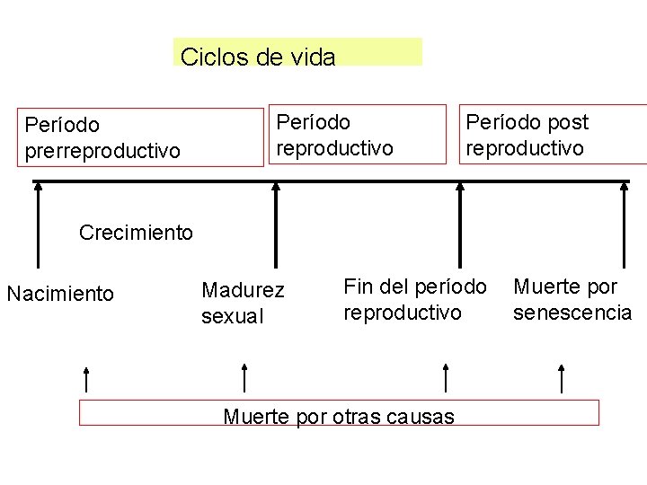 Ciclos de vida Período prerreproductivo Período post reproductivo Crecimiento Nacimiento Madurez sexual Fin del Ciclos de vida Período prerreproductivo Período post reproductivo Crecimiento Nacimiento Madurez sexual Fin del