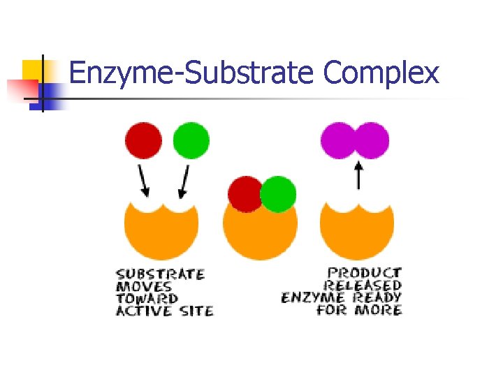 Enzyme-Substrate Complex 