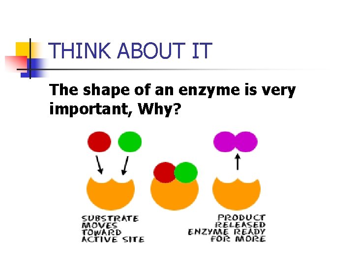 THINK ABOUT IT The shape of an enzyme is very important, Why? 