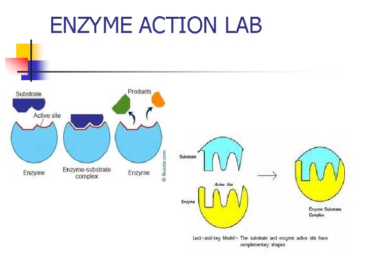 ENZYME ACTION LAB 