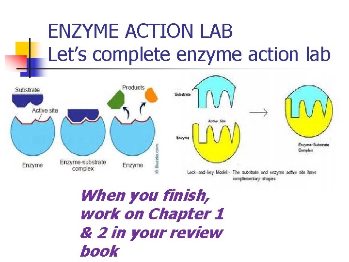 ENZYME ACTION LAB Let’s complete enzyme action lab When you finish, work on Chapter