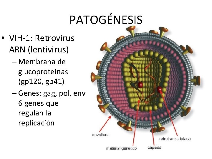 PATOGÉNESIS • VIH-1: Retrovirus ARN (lentivirus) – Membrana de glucoproteínas (gp 120, gp 41)