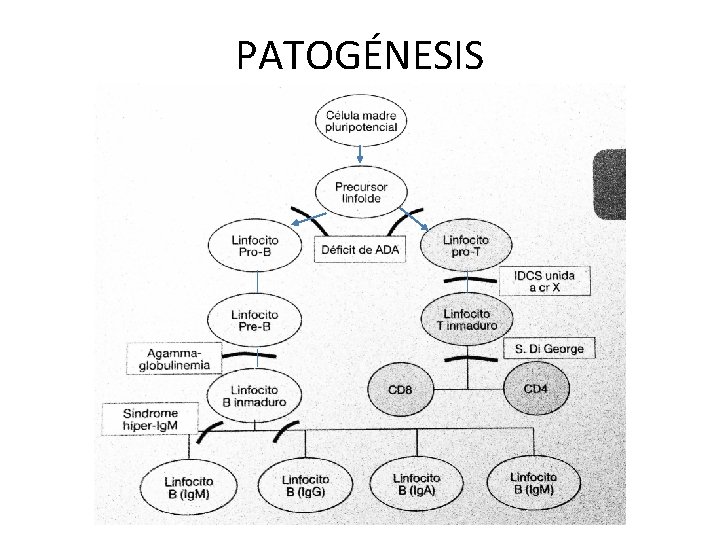 PATOGÉNESIS 