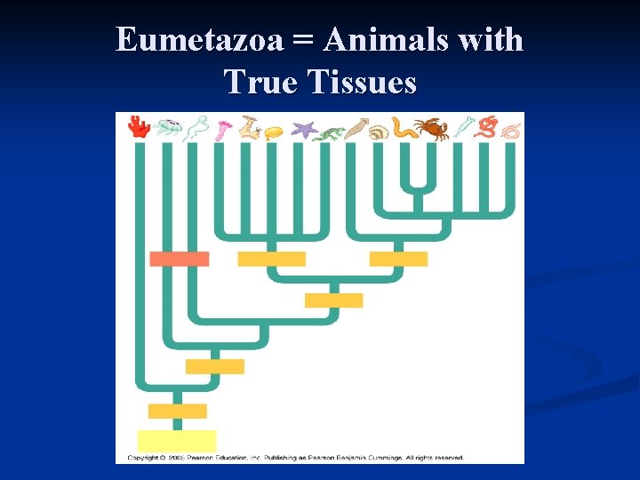 Eumetazoa = Animals with True Tissues 