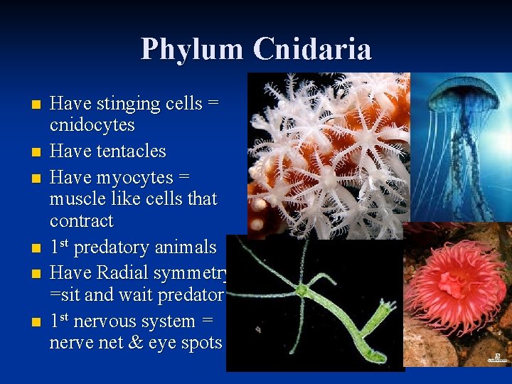 Phylum Cnidaria n n n Have stinging cells = cnidocytes Have tentacles Have myocytes