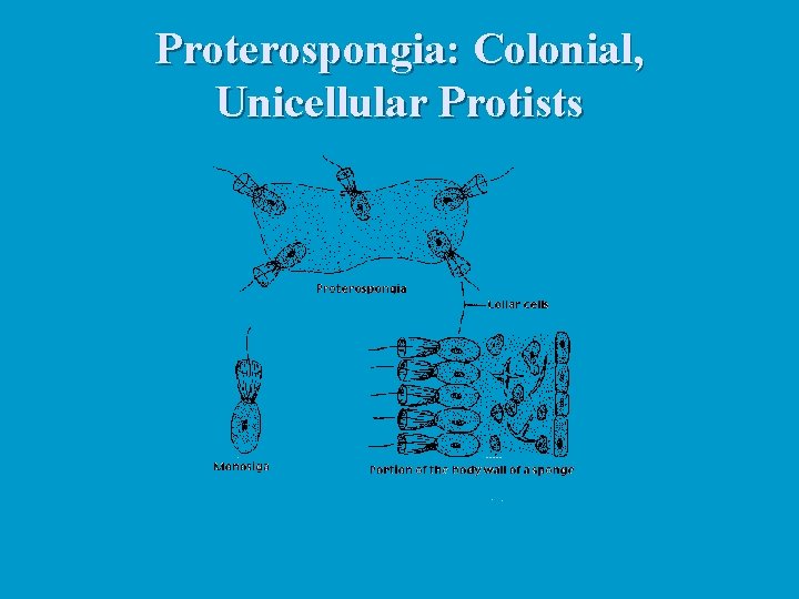 Proterospongia: Colonial, Unicellular Protists 