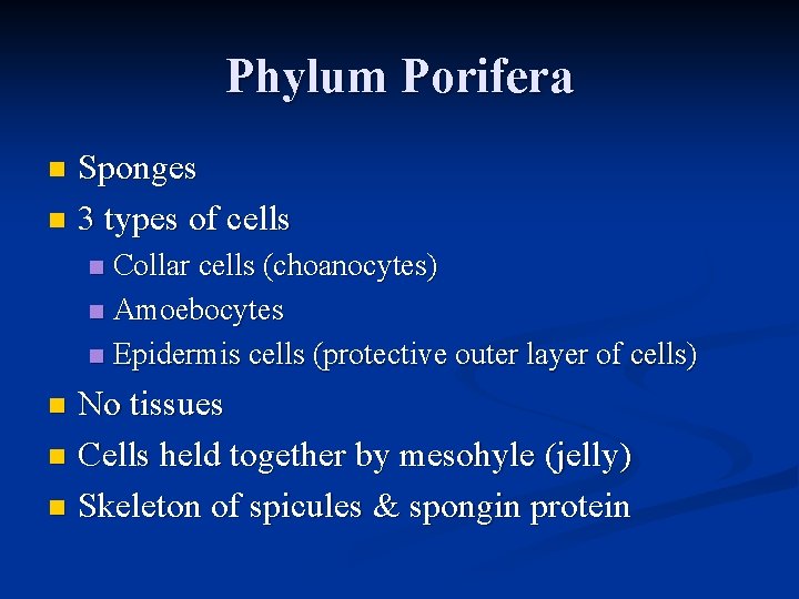 Phylum Porifera Sponges n 3 types of cells n Collar cells (choanocytes) n Amoebocytes