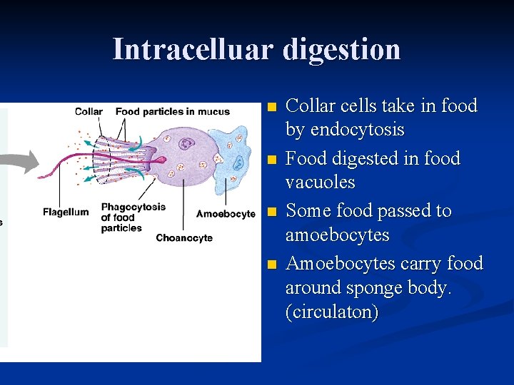 Intracelluar digestion n n Collar cells take in food by endocytosis Food digested in